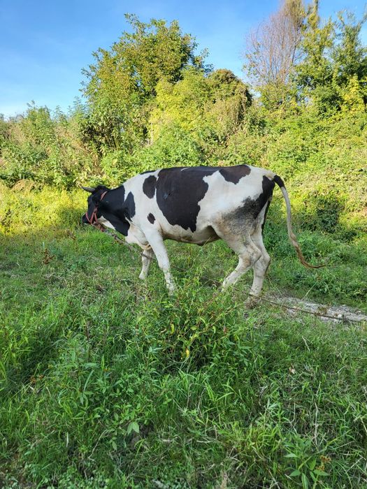 Vând vacă tânără vârstă 2 ani și 8 luni