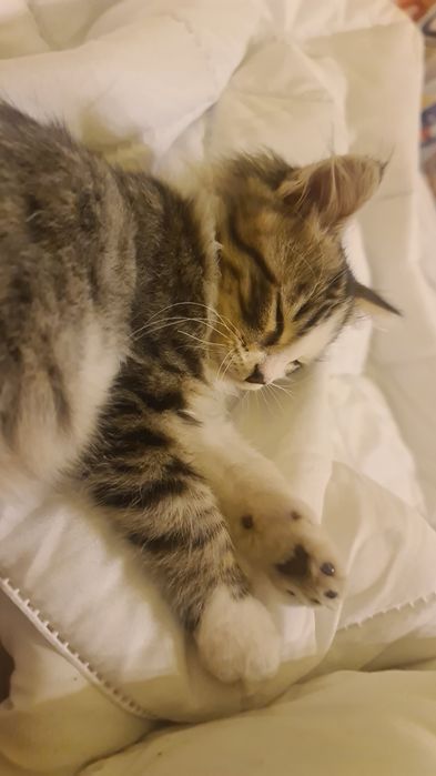 Подарявам малко коте