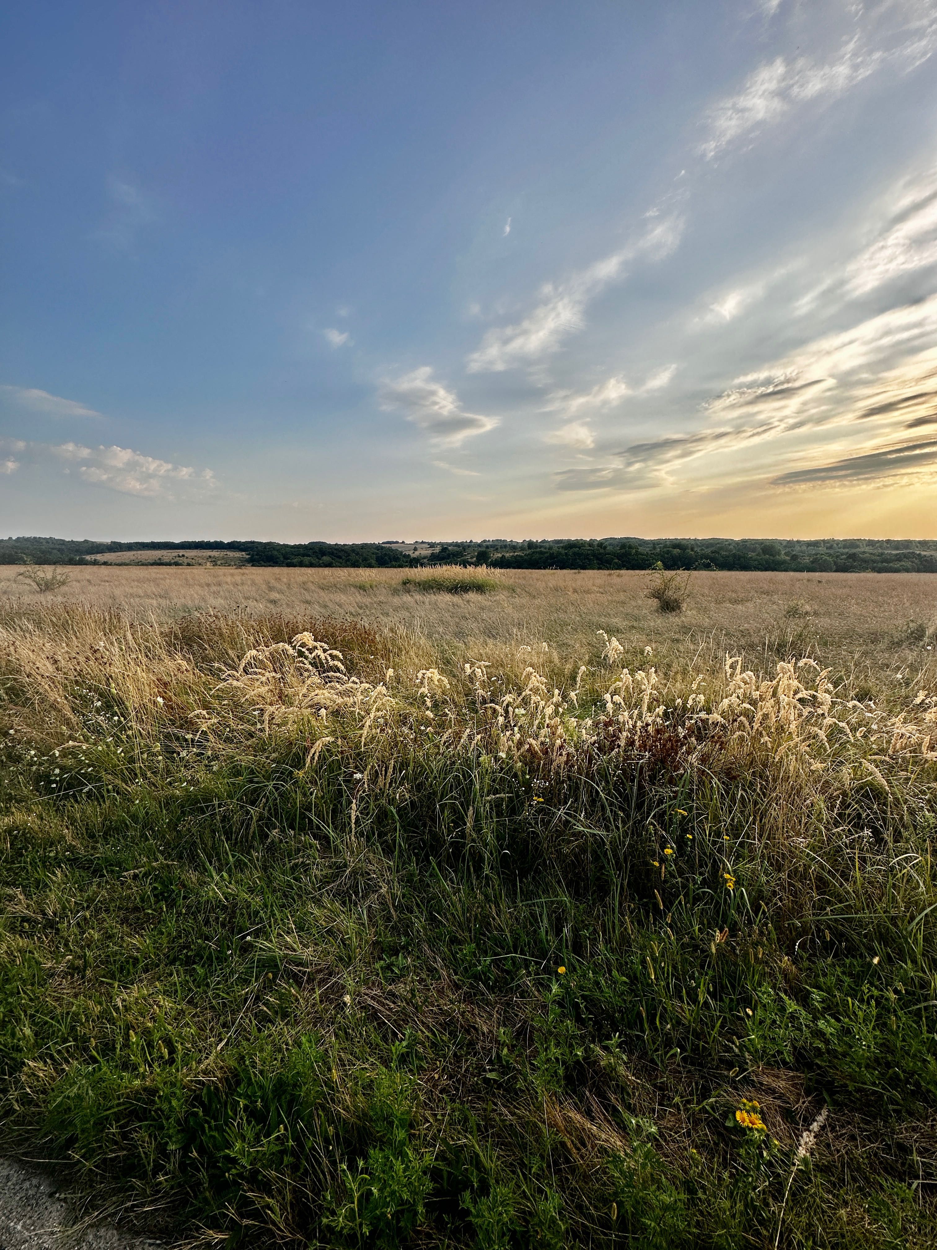 Vand 8 ha teren agricol la asfalt Stiuca (18km de Lugoj)
