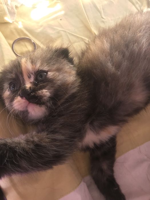Отдам котят в добрые руки
