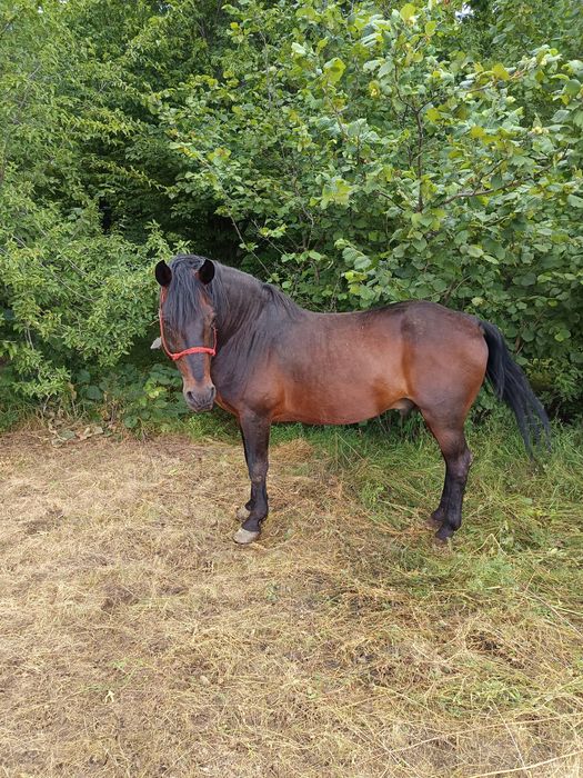 Vand cal cuminte 10 ani