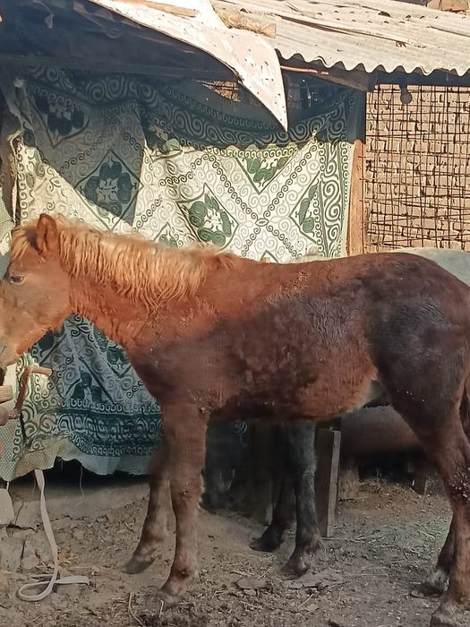 Руский тяж.екі ұрғашы тай