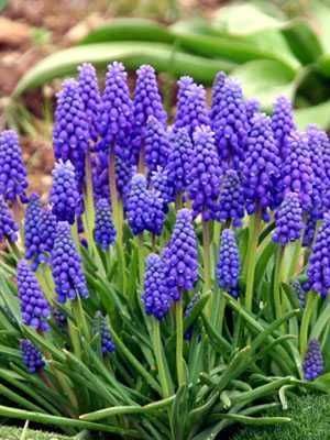 Bulbi de Narcise  Muscari si Lacramioare Margaritar