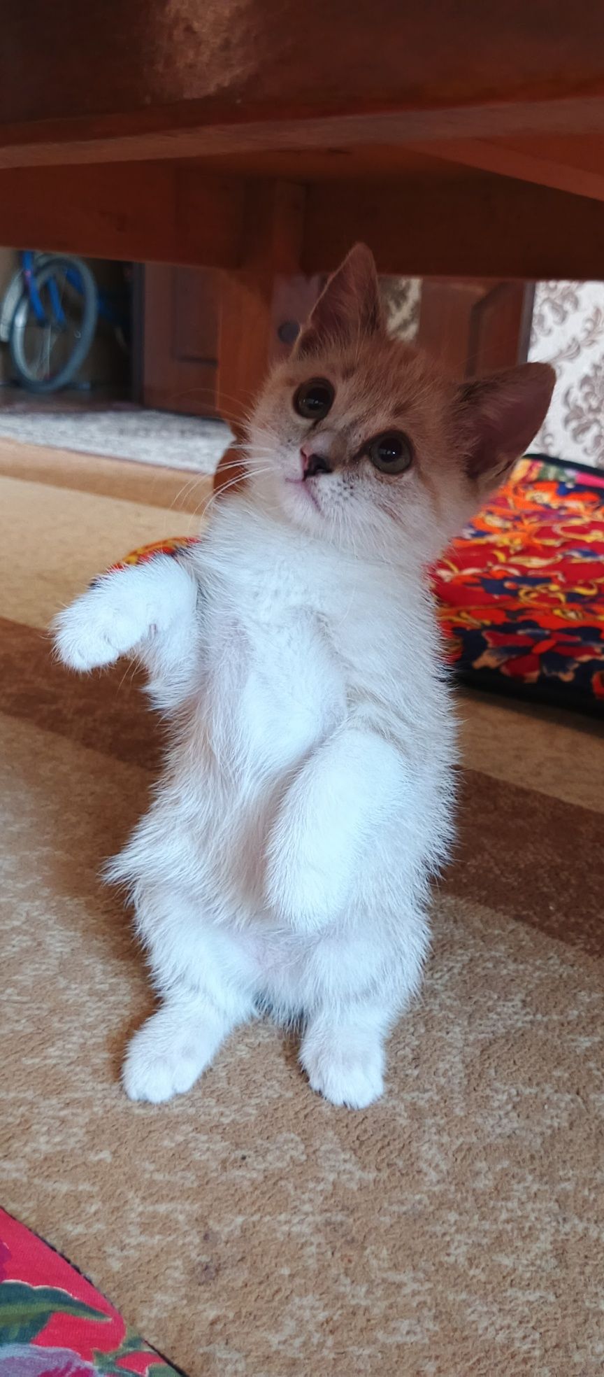 Продается котик смешанный