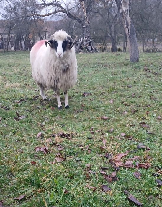 Berbecuț de vânzare