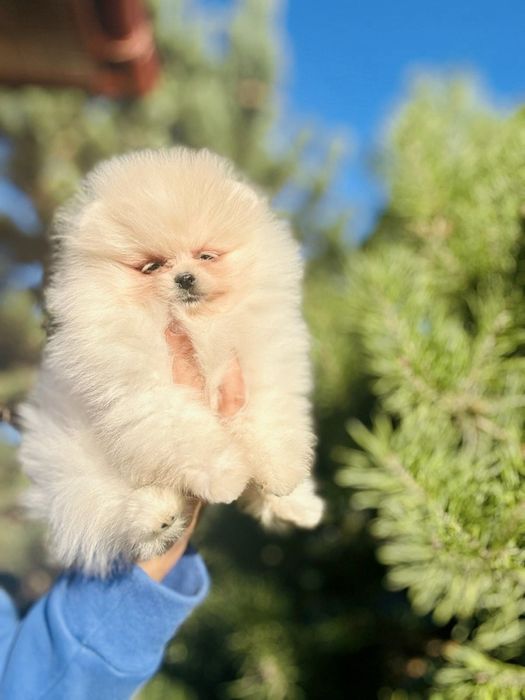 Pomeranian Spitz mini