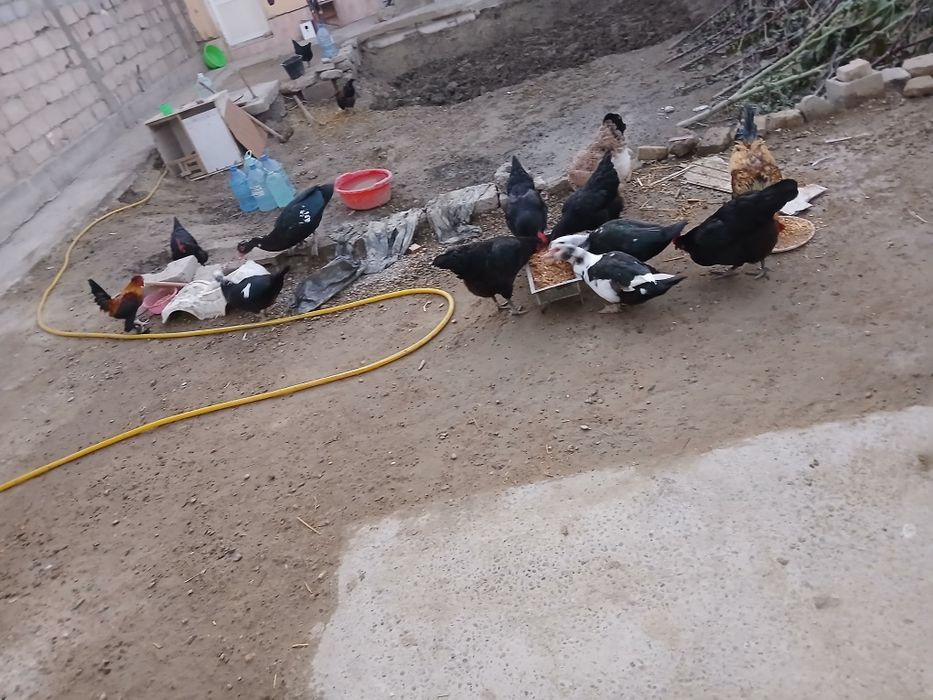 Tovug va horoz indautkalar sotiladi tuxum tugib turibdi