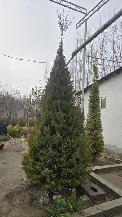 Piramida tort qirralik