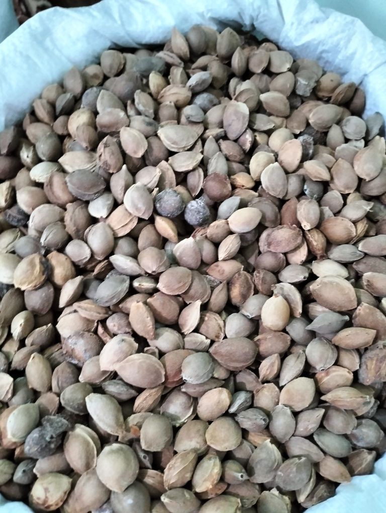 Oʻrik donak koʻp miqdorda