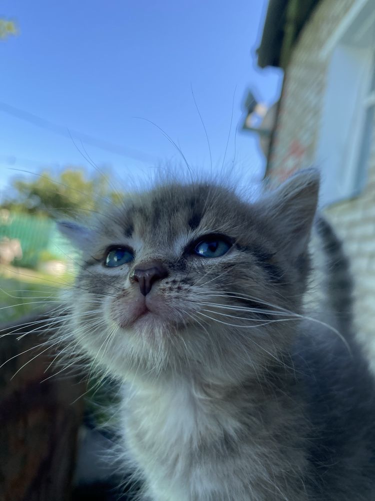 Отдам котят в добрые руки