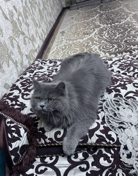 2 та британский эркак мушук сотилади