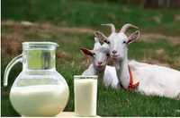 lapte capra proaspat direct de la ferma lapte capra bio