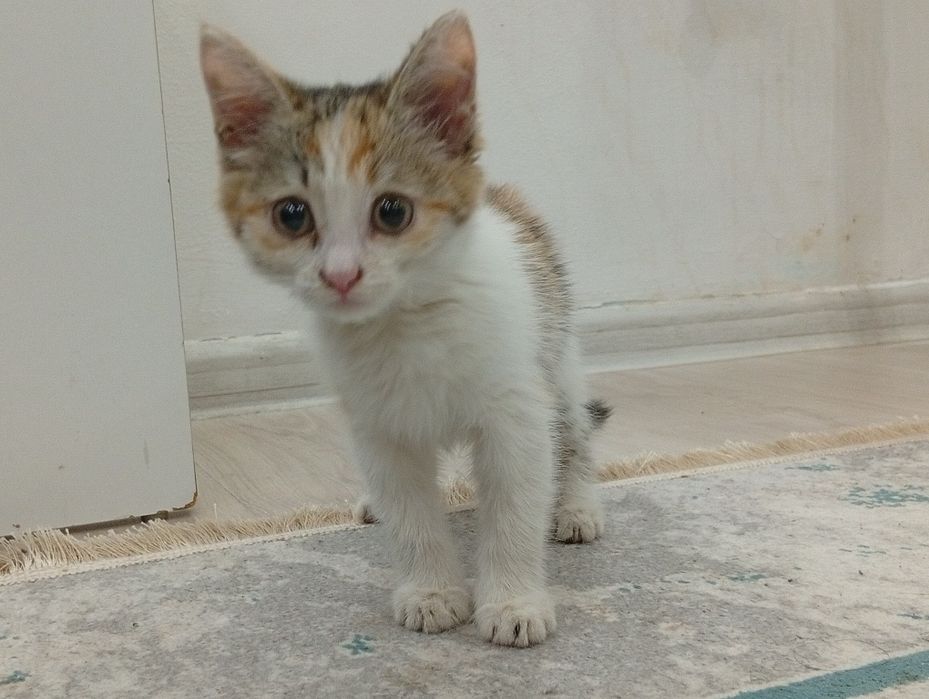 Котенок месяц полтора девочка