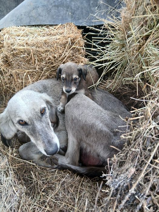 Кумай тазы кушиктери