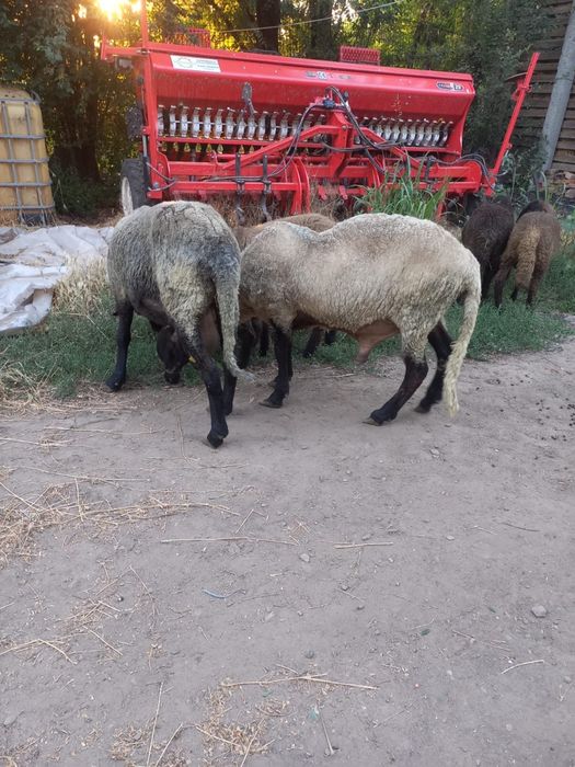 Vand 4 berbeci carans sarbesc