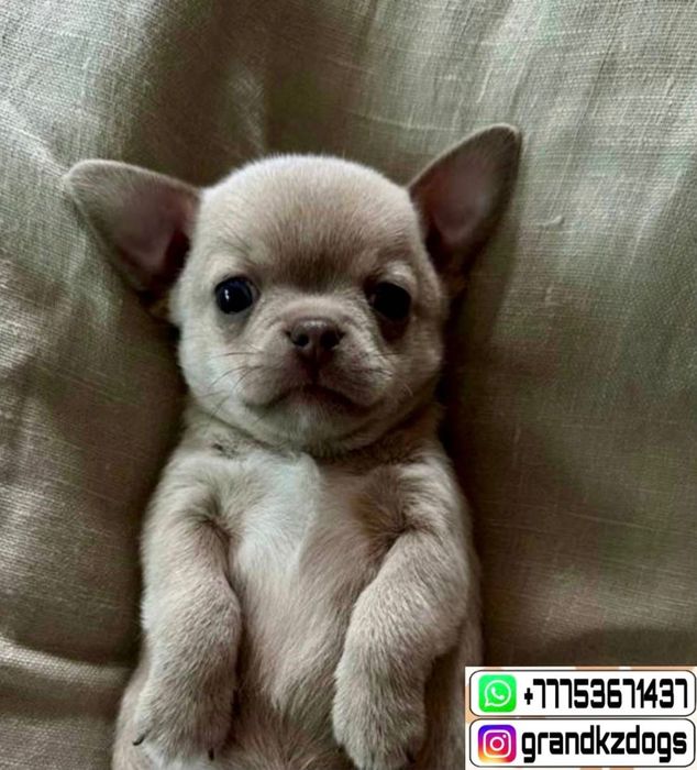 Чихуахуа артистики наши.