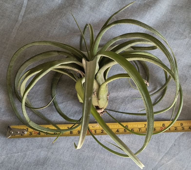 Plante naturale Strelitzia Reginae, tillandsia