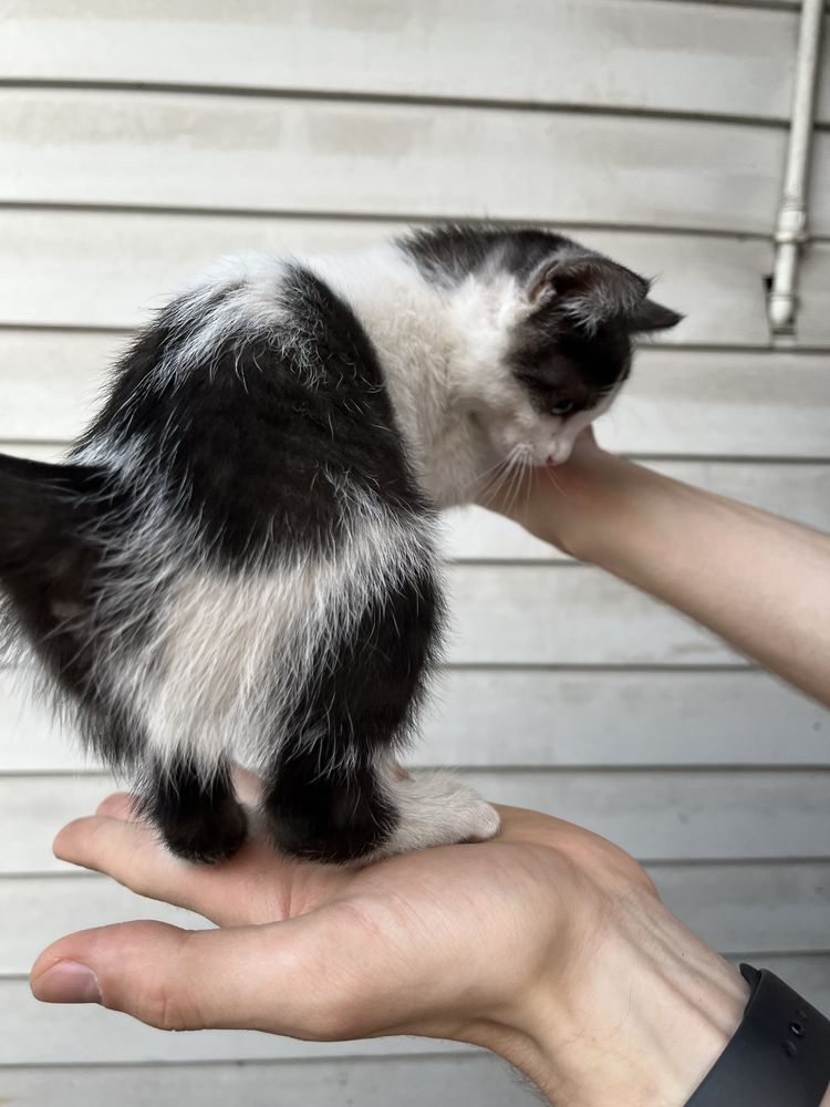 Котята разной окраски белые/черно белые