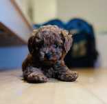 Băiețel Poodle Toy – calm, blând, cu documente complete
