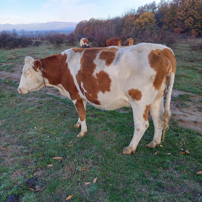 Vacă bălțată de vanzare