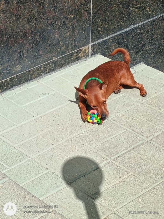 Цвергпинчер FCI педигре