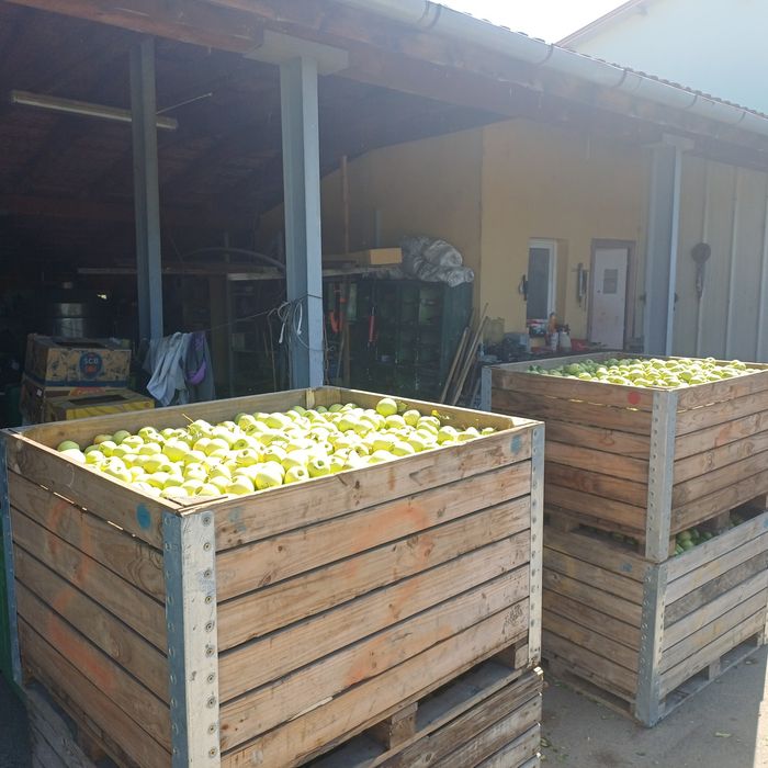 Vand angro 3,5 lei mere golden delicios