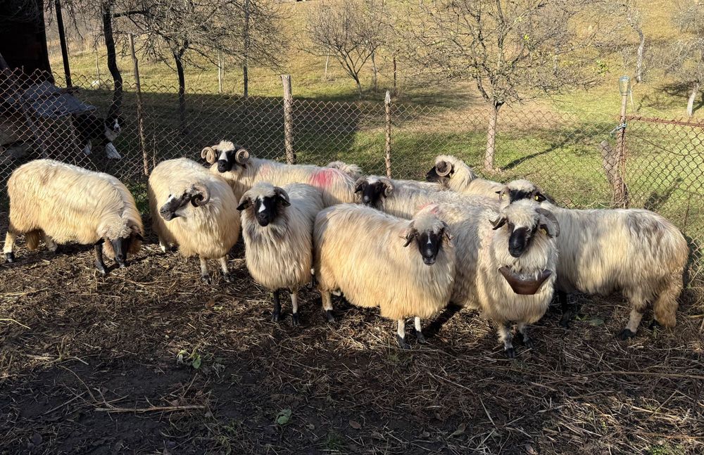 De vânzare, oile din imagini!