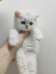 котята британские