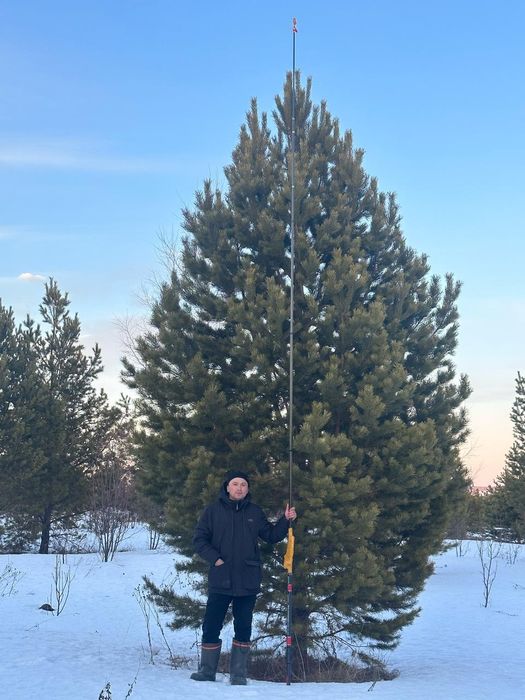 Озеленение ель сосна