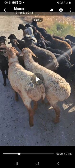 quylar sotiladi jami 55 ta