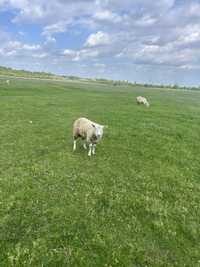 Vand berbec texel de 7 luni