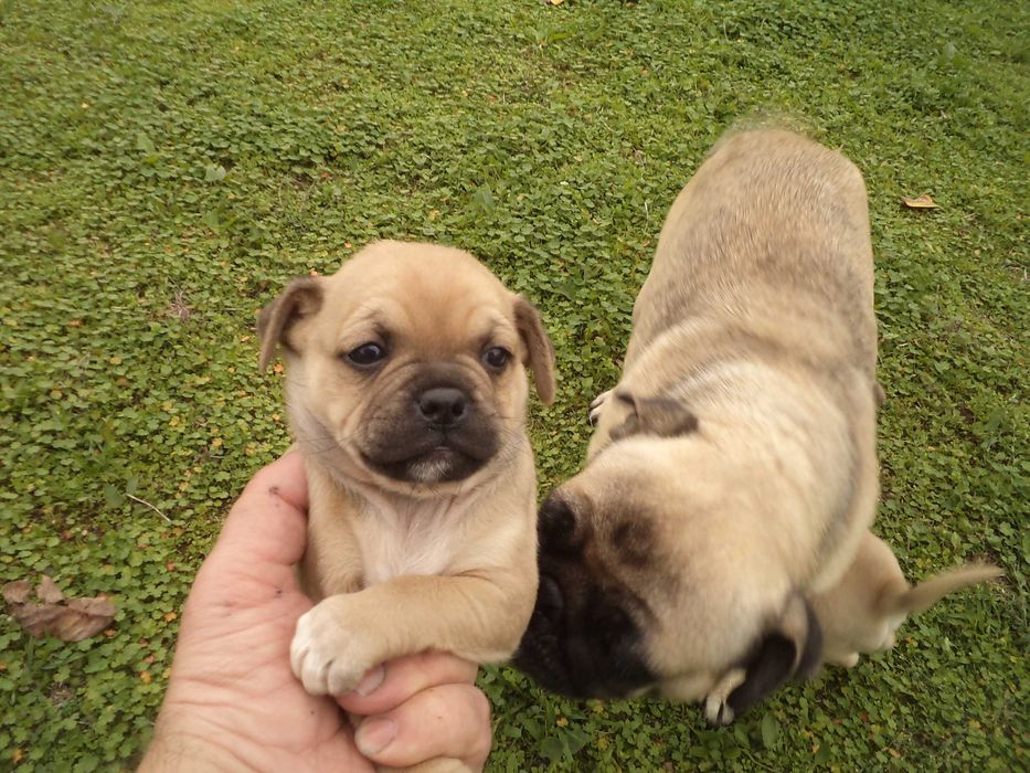 МОПС-бебета-3 броя!!!