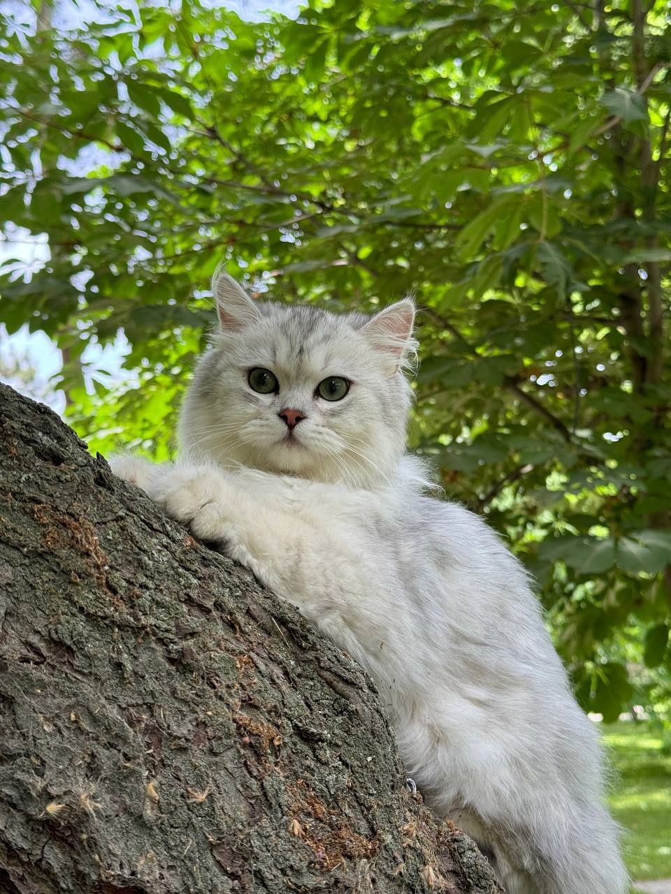 Vyazka Britanskiy Serebristaya Shinshila
