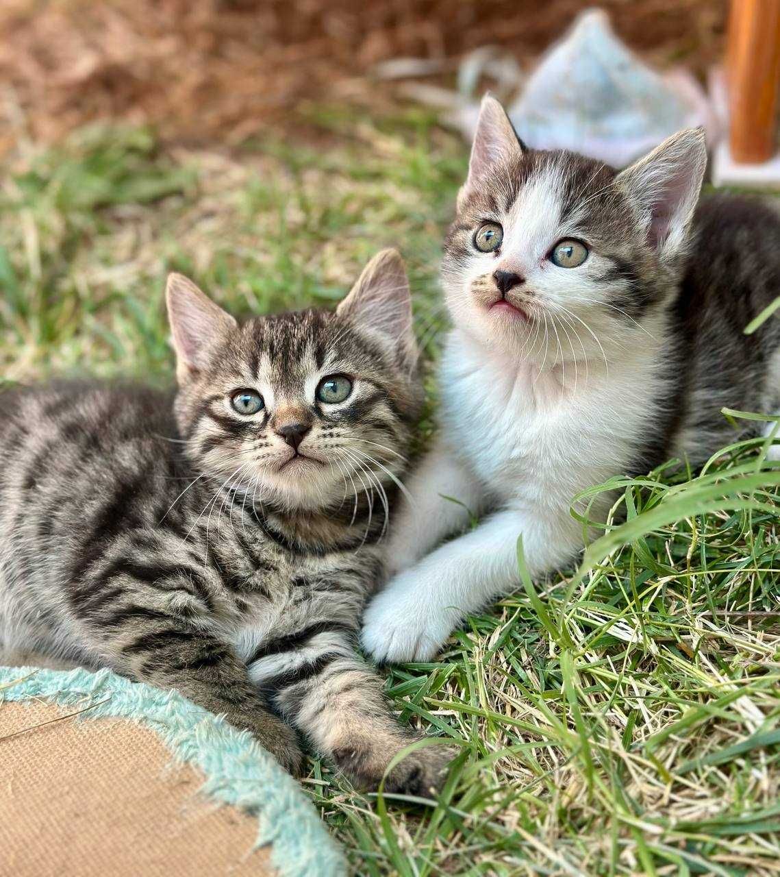 Котята в добрый руки