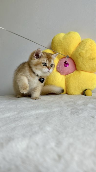 British Shorthair Chinchilla Gold - Cu Certificat Pedigree