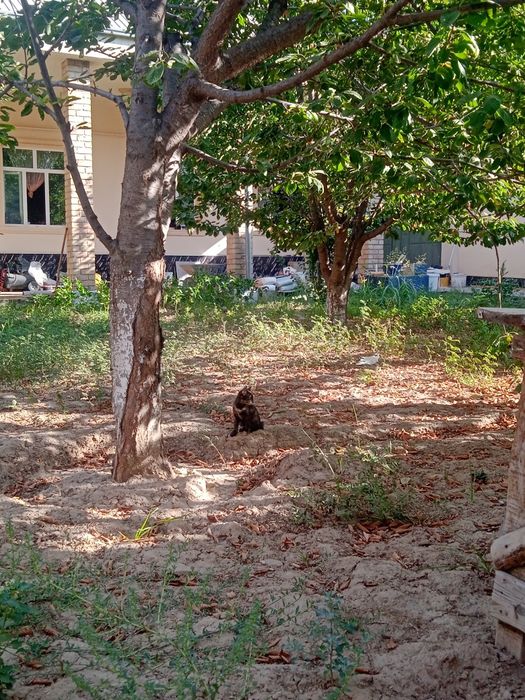 Кошка даётся подарик