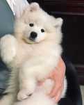 Samoyed cainele zambaret de vanzare absolut superb/transport