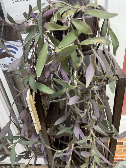 Tradescantia pallida (Purple Heart)
