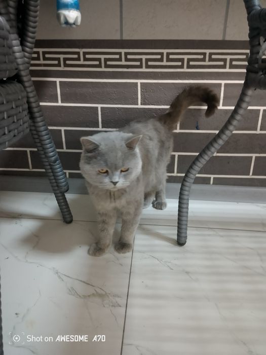 Asalomu aleykum mushuk sotiladi