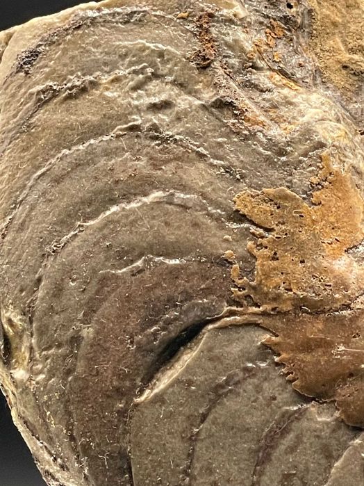 Фосил Гигантски Гониатит (104 мм): Неполиран, естествен екземпляр