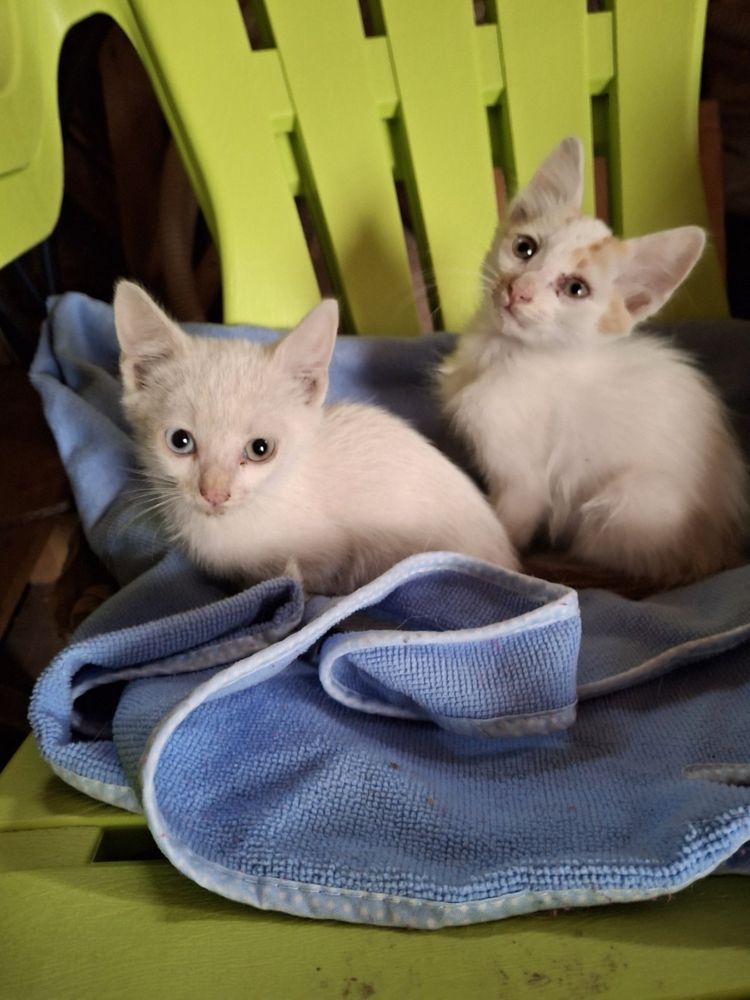 Две малки котета търсят дом