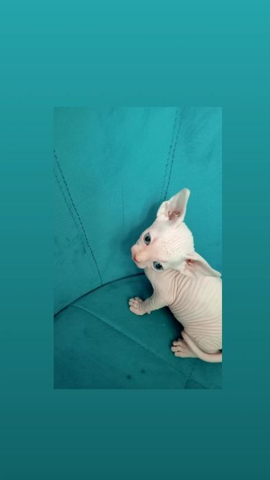 Продаются чистокровные канадские сфинксы