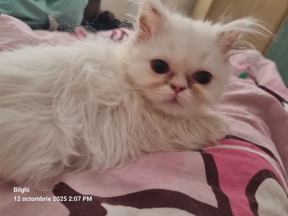 Motan persana 4 luni