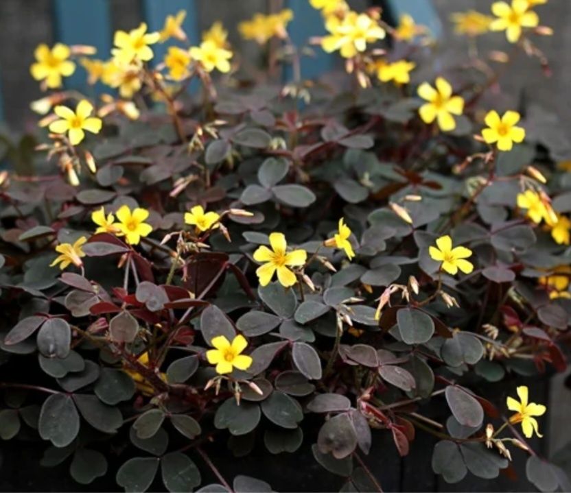 Trifoi norocos galben , Oxalis viola , ghiveci cu diametrul de 8-10cm