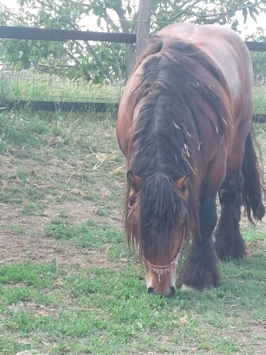 Armasar de monta.deosebit de frumos. Cu produsi pe masura lui!!