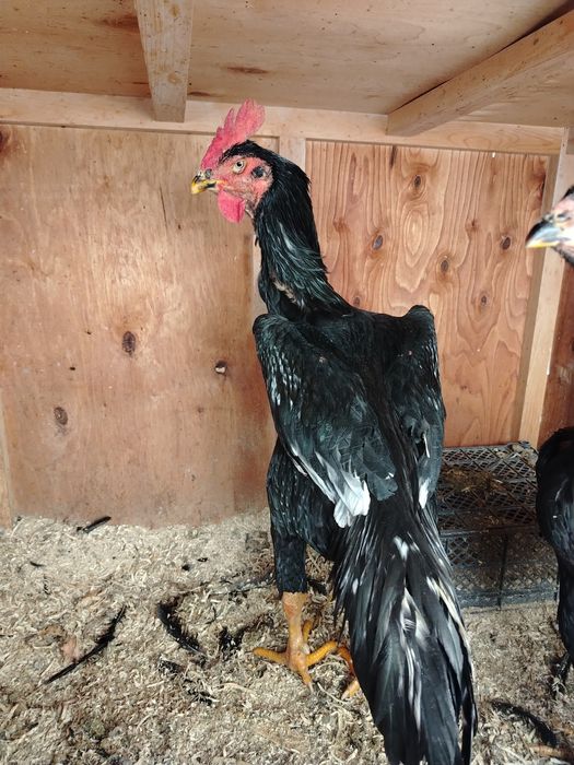 Тоза Шалпанг кареа ишкибозларига сотувда