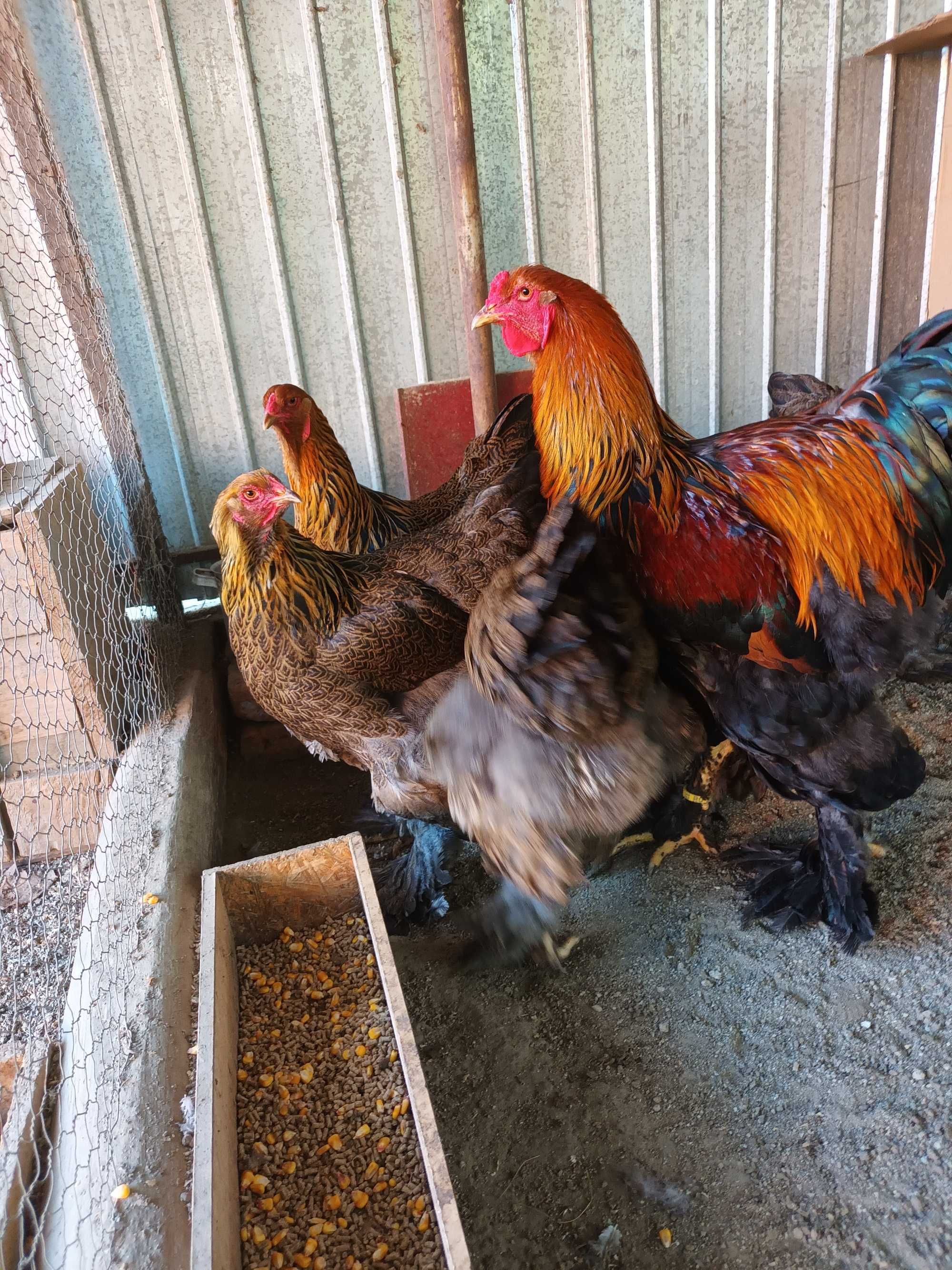 Oua de incubat brahma si cochinchina