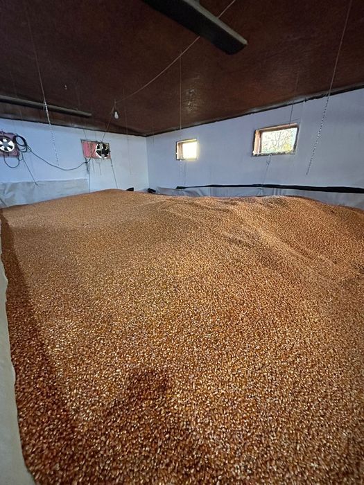 Porumb bob sticlos 2025