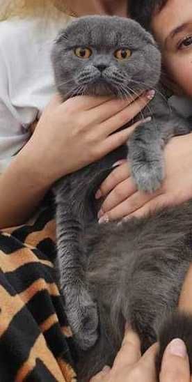 Британски късокосместа и шотлански клепоухи котенца