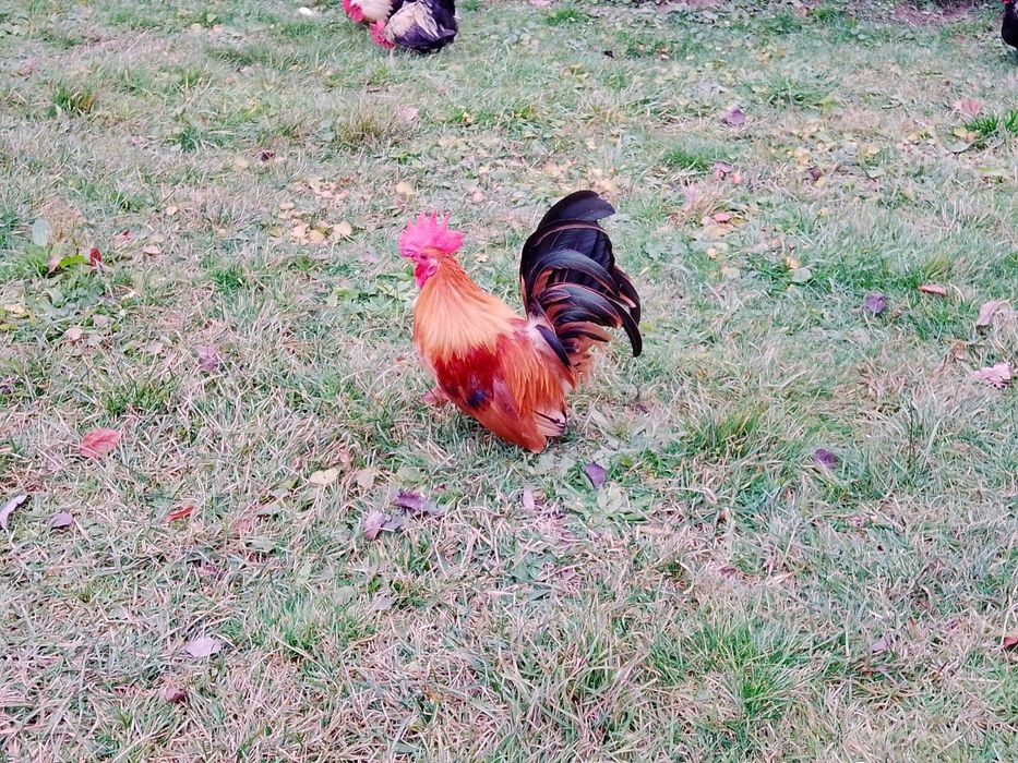 Cocoș Chabo de rasa